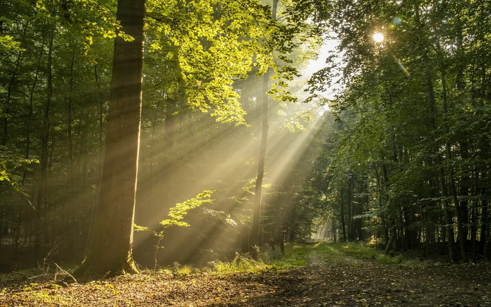 Sunbeams breaking through a green forest canopy onto a quiet dirt path.